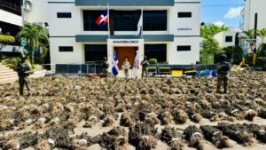 DNCD interviene en San José de Ocoa otra gran siembra de marihuana que supera las 15,000 plantas