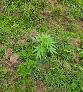 Descubren cultivo de 45 plantas de marihuana y vivero incinerado en San José de Ocoa
